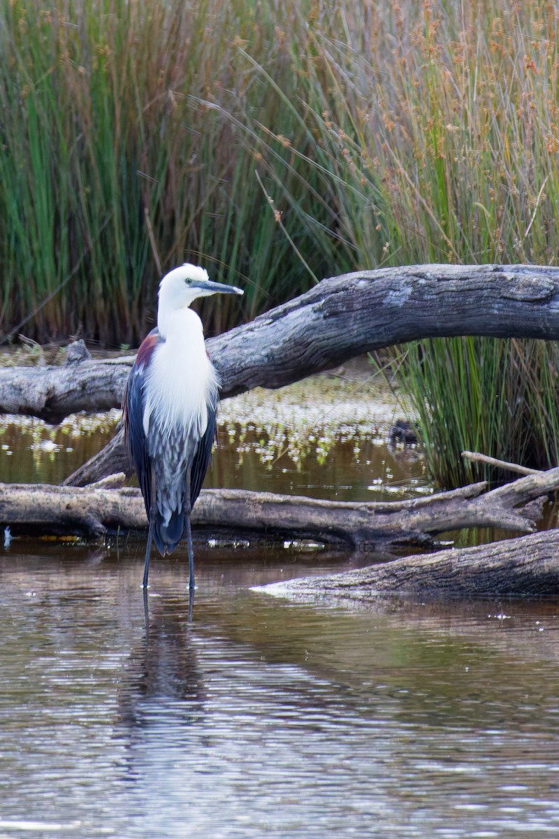 Pacific Heron - ML646374562