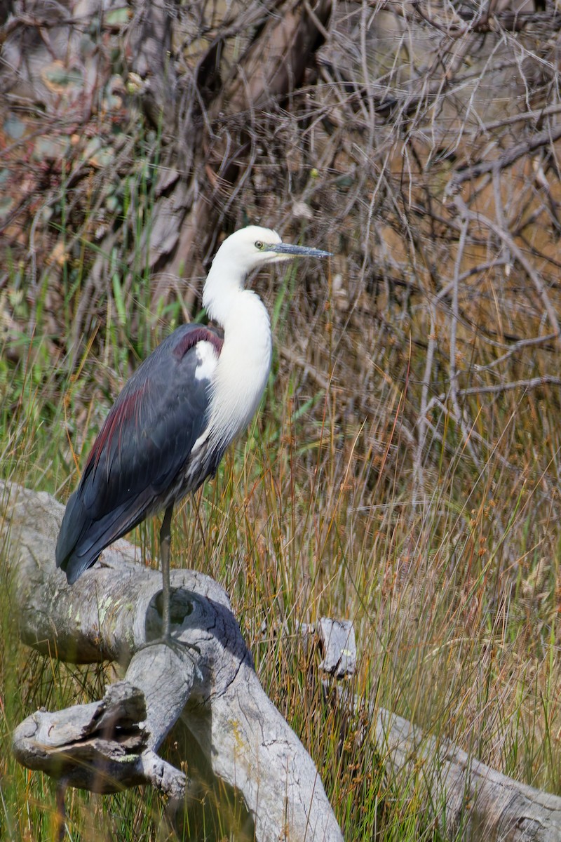 Pacific Heron - ML646374564