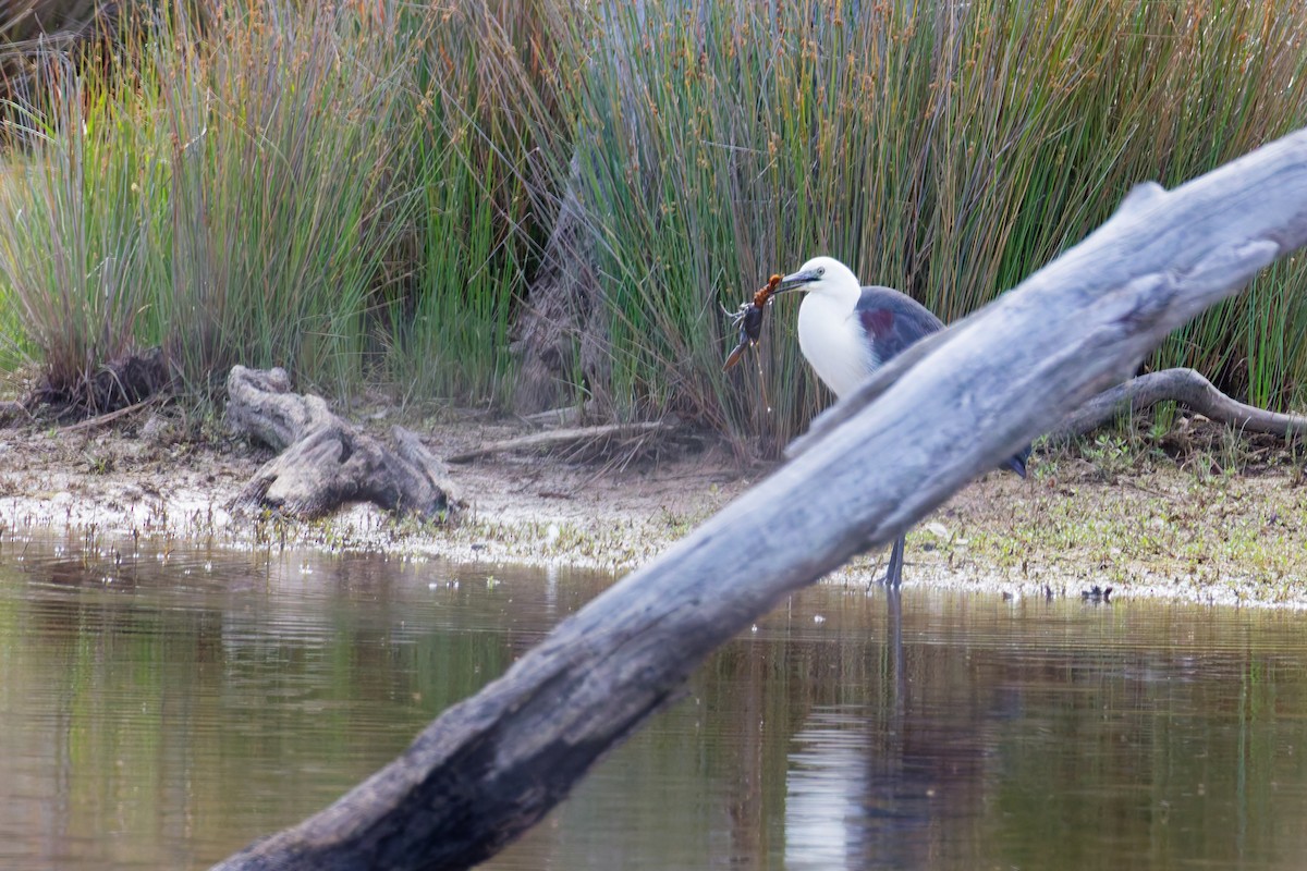 Héron à tête blanche - ML646374565