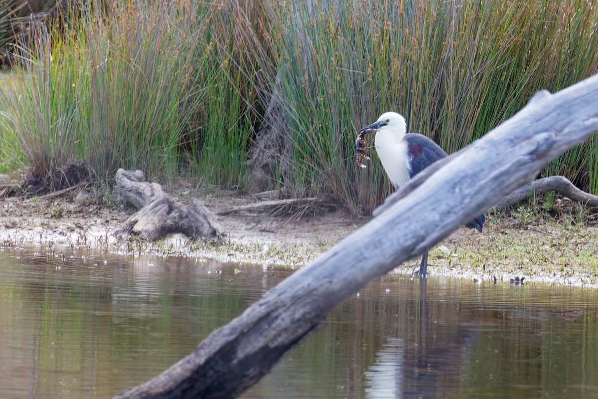 Héron à tête blanche - ML646374566