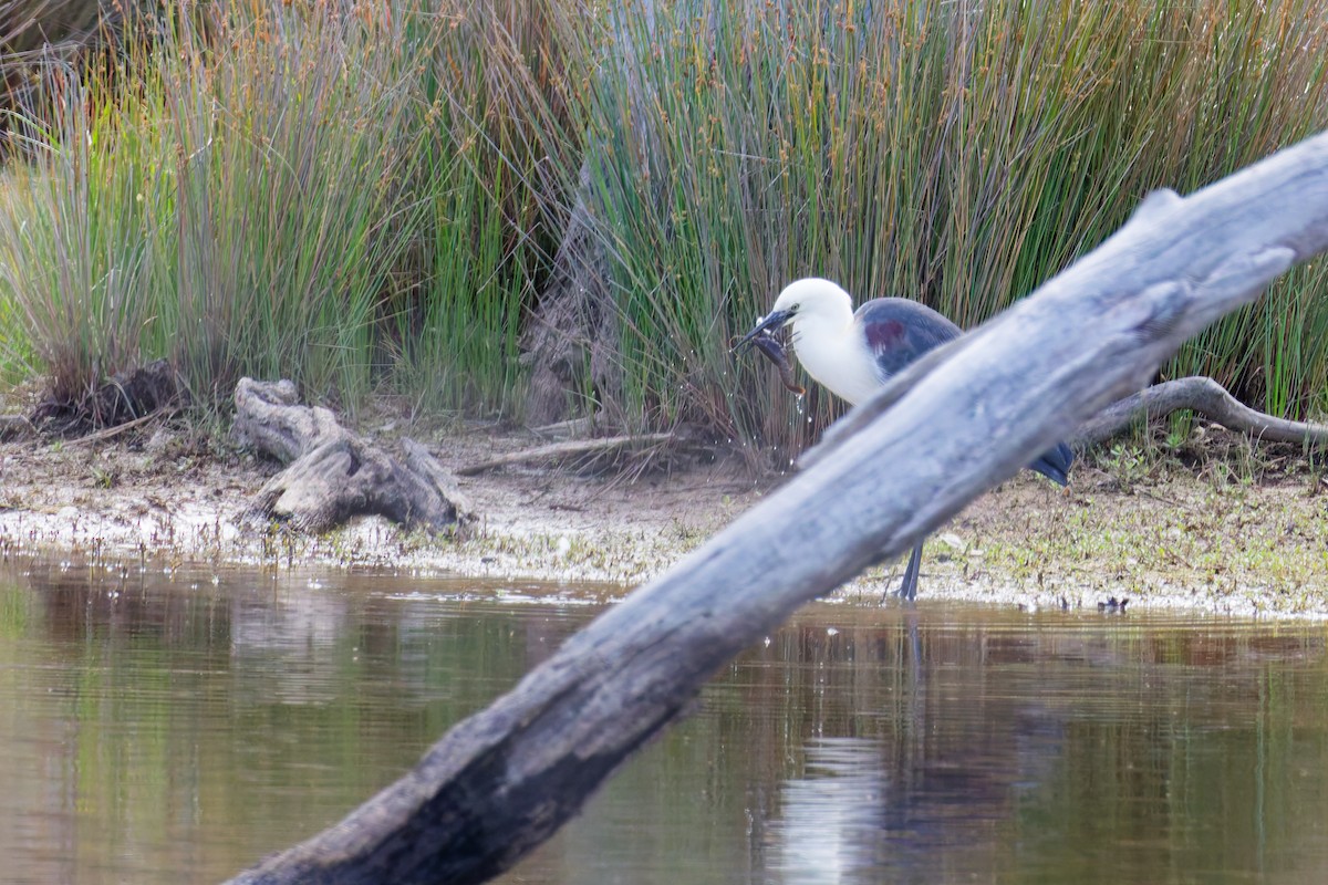 Héron à tête blanche - ML646374567