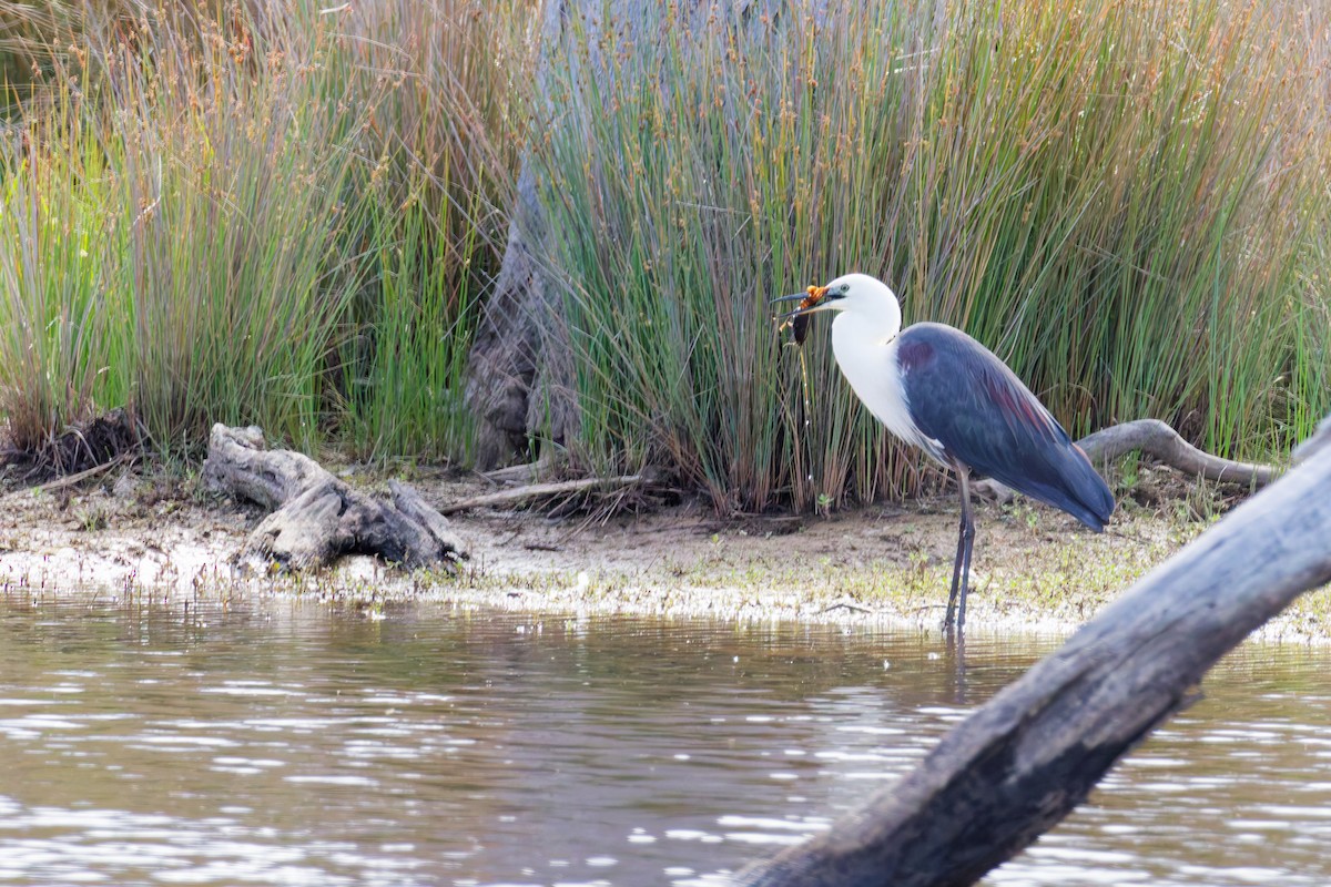 Héron à tête blanche - ML646374568