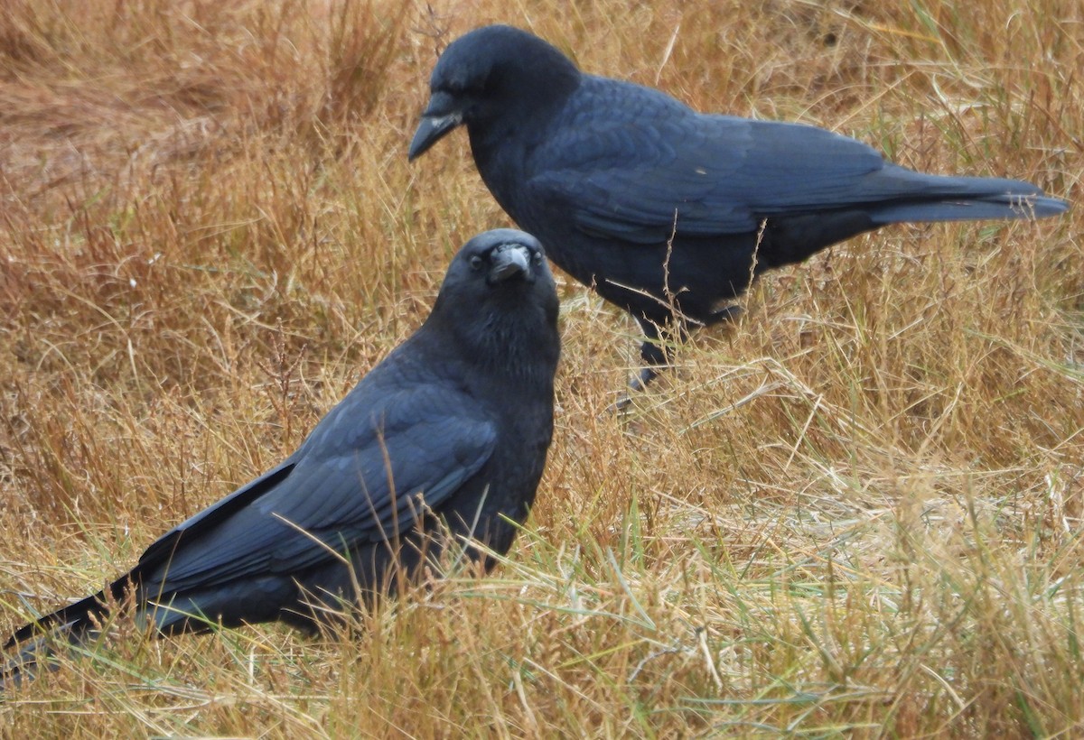 American Crow - ML646374569