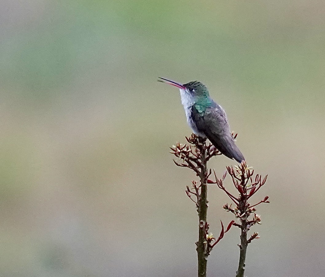 White-bellied Hummingbird - ML646374571