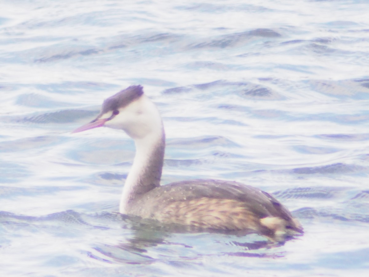 Great Crested Grebe - ML646374572