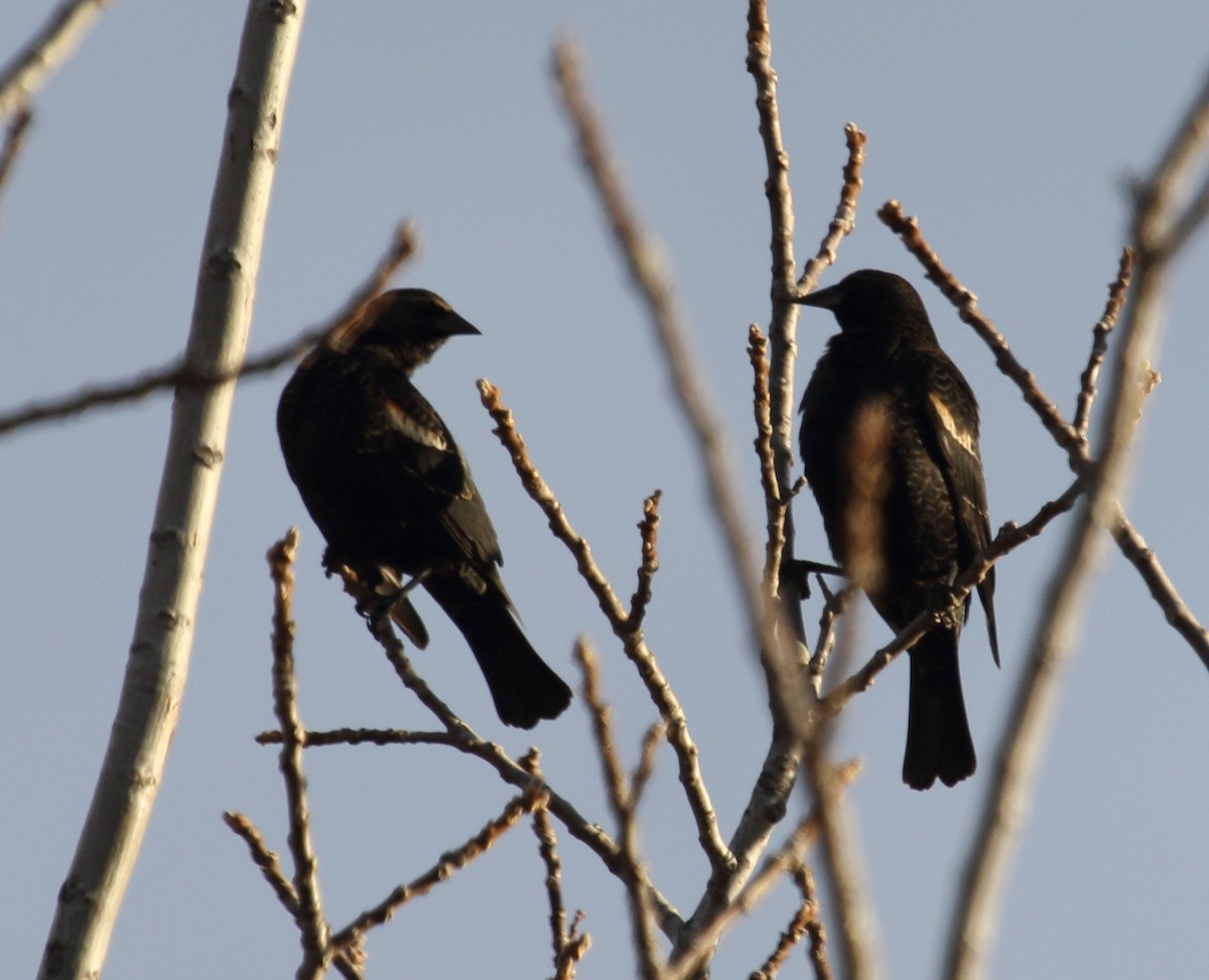 Tricolored Blackbird - ML646374573
