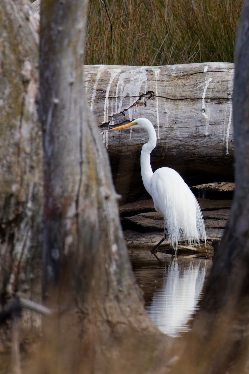 Grande Aigrette - ML646374574