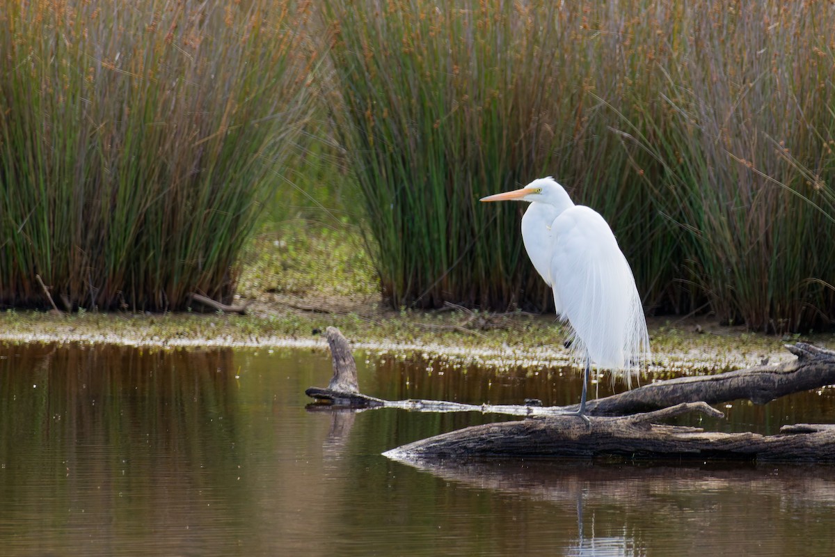Grande Aigrette - ML646374576