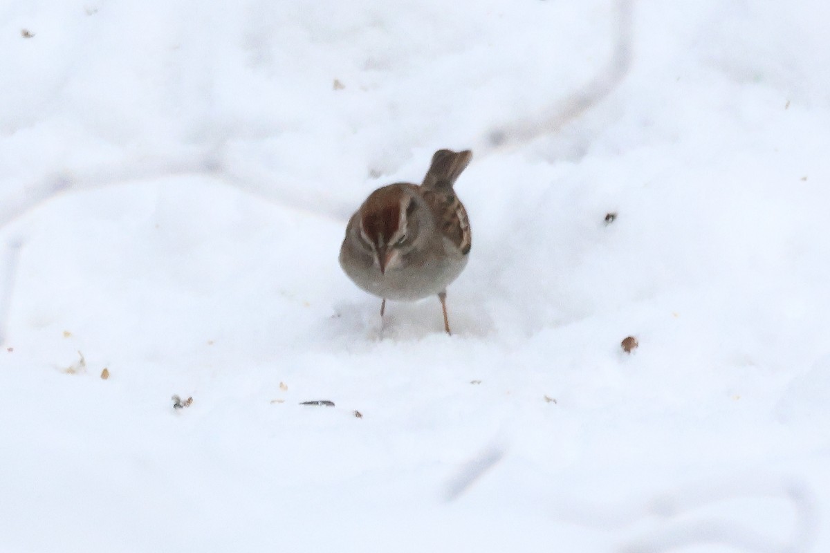Chipping Sparrow - ML646374578