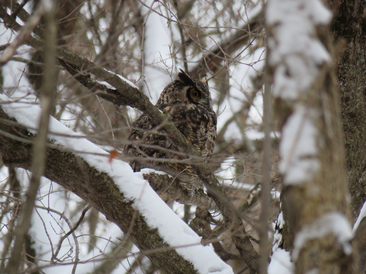 Пугач віргінський - ML646374579