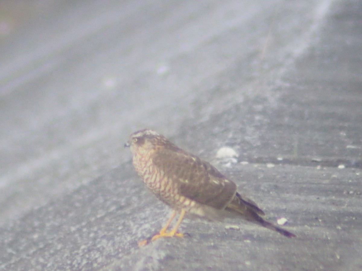 Eurasian Sparrowhawk - ML646374580