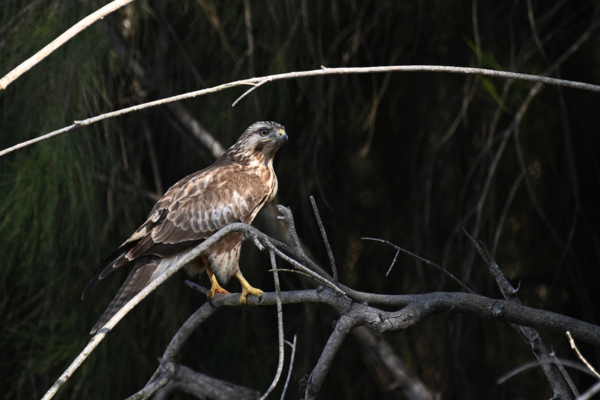 Buse du Japon - ML646374581