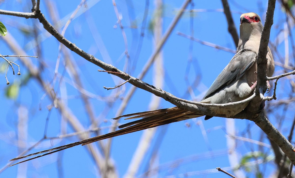 Red-faced Mousebird - ML646374586