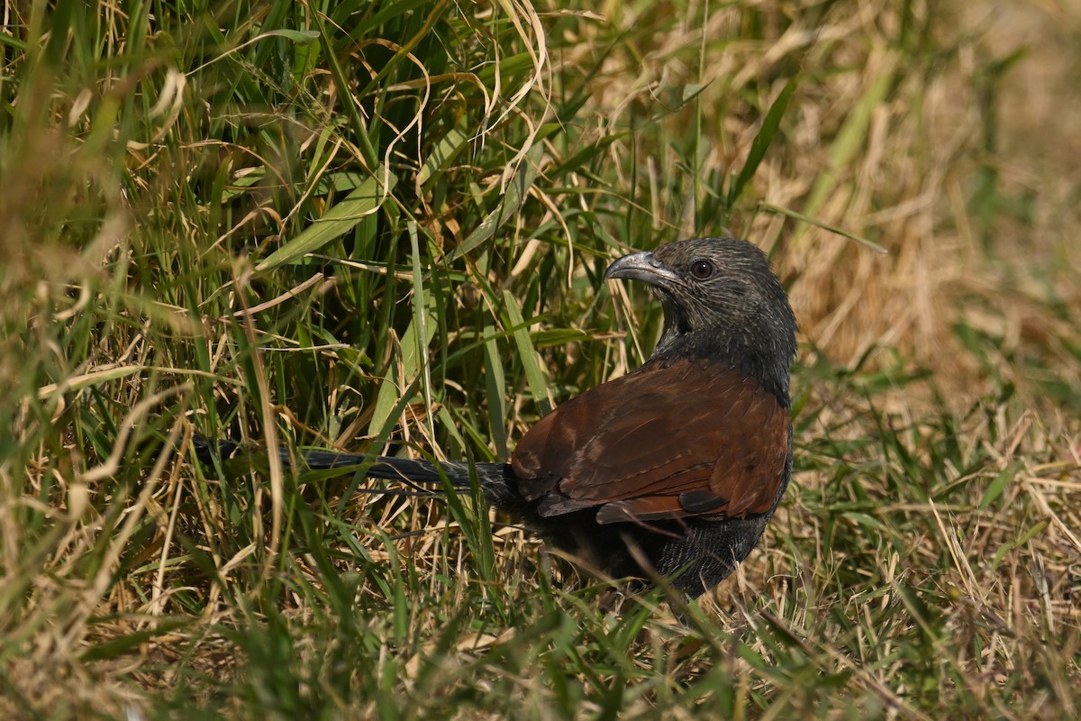 Greater Coucal (Greater) - ML646374587