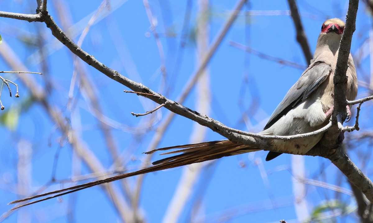 Red-faced Mousebird - ML646374588