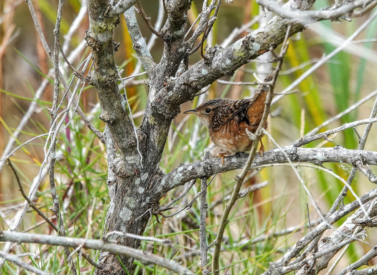 Sedge Wren - ML646374589
