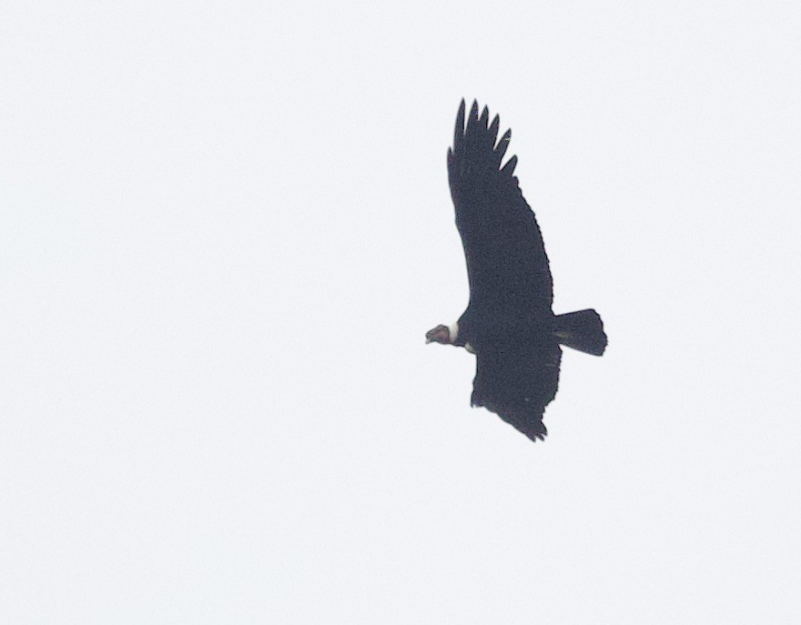 Andean Condor - ML646374590