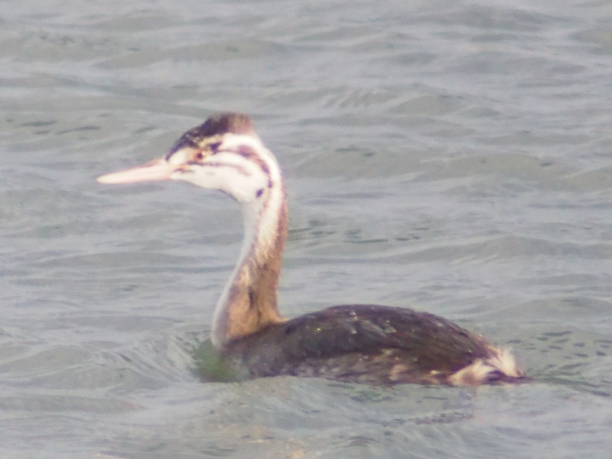 Great Crested Grebe - ML646374591