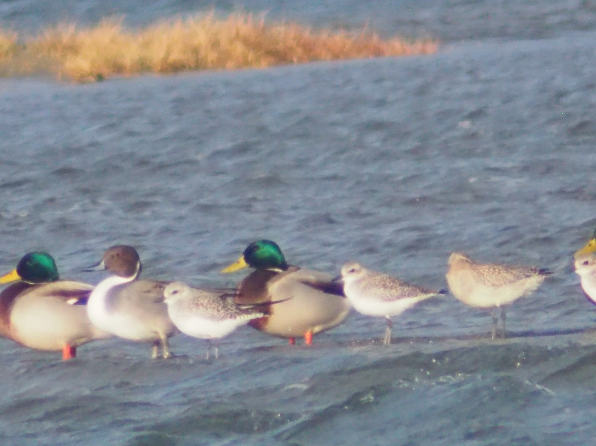 Pluvier argenté - ML646374592