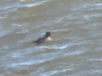 Common/Barrow's Goldeneye - ML646374593