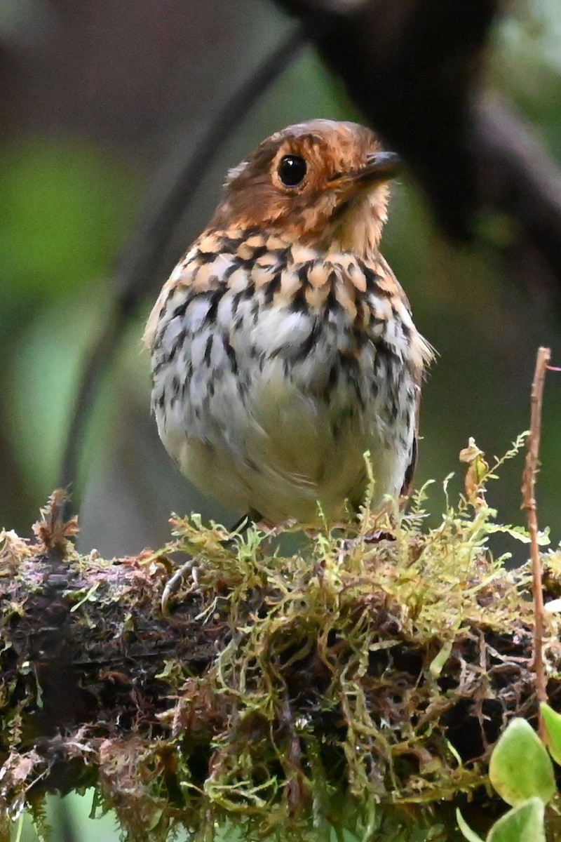Grallaire ocrée - ML646374594