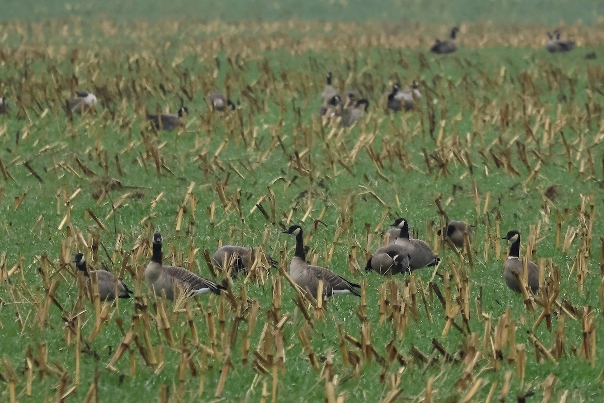 Bernache de Hutchins - ML646374595