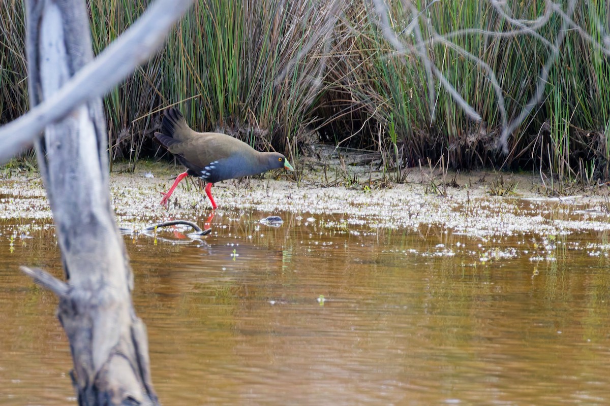 vandresivhøne - ML646374597