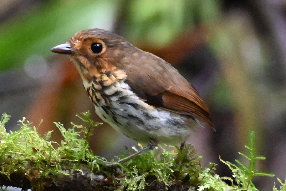 Grallaire ocrée - ML646374598