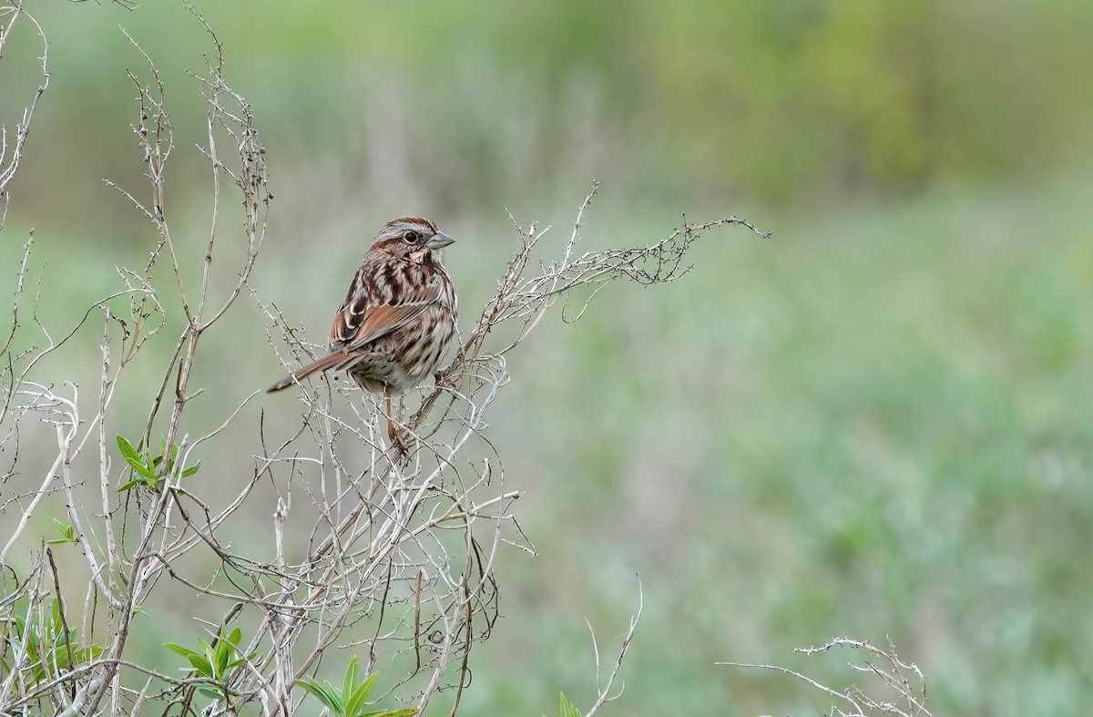 Bruant chanteur - ML646374599