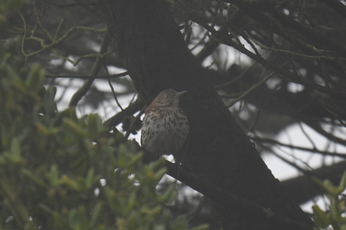 Moqueur roux - ML646374600