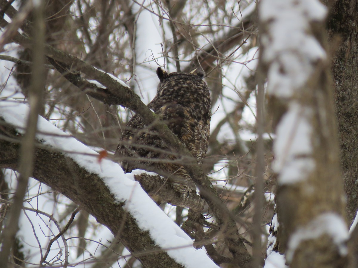 Grand-duc d'Amérique - ML646374601