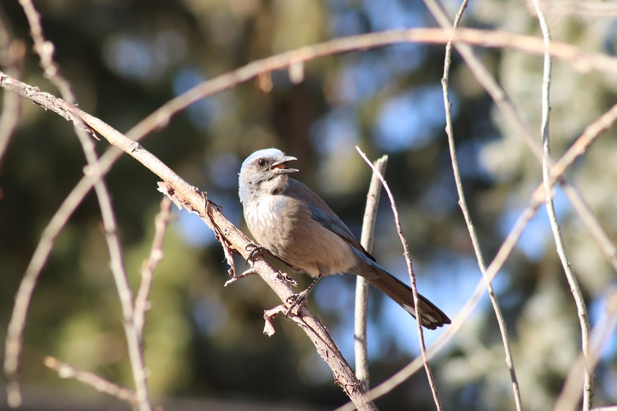 Geai de Woodhouse - ML646374602