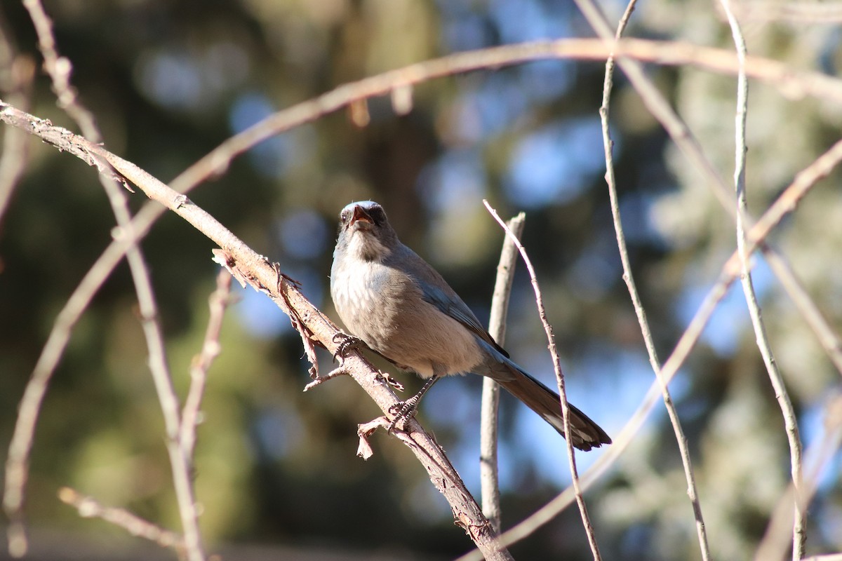 Geai de Woodhouse - ML646374603