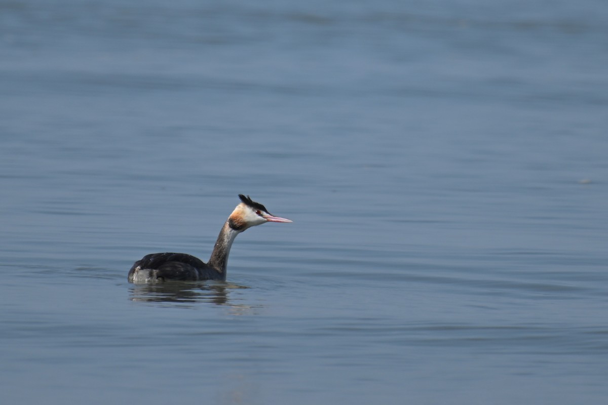 Murgil mottoduna - ML646374604