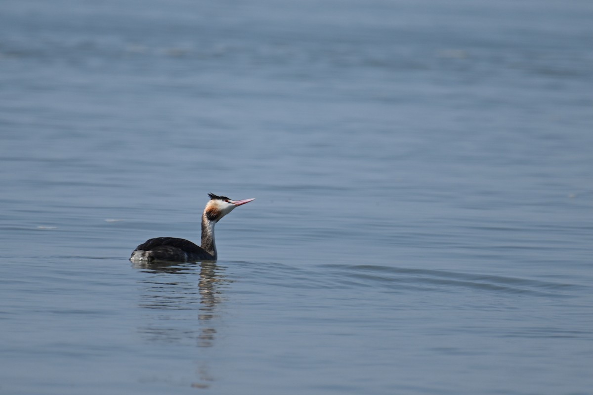 Murgil mottoduna - ML646374605