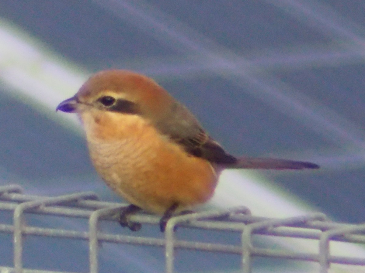 Pie-grièche bucéphale - ML646374612