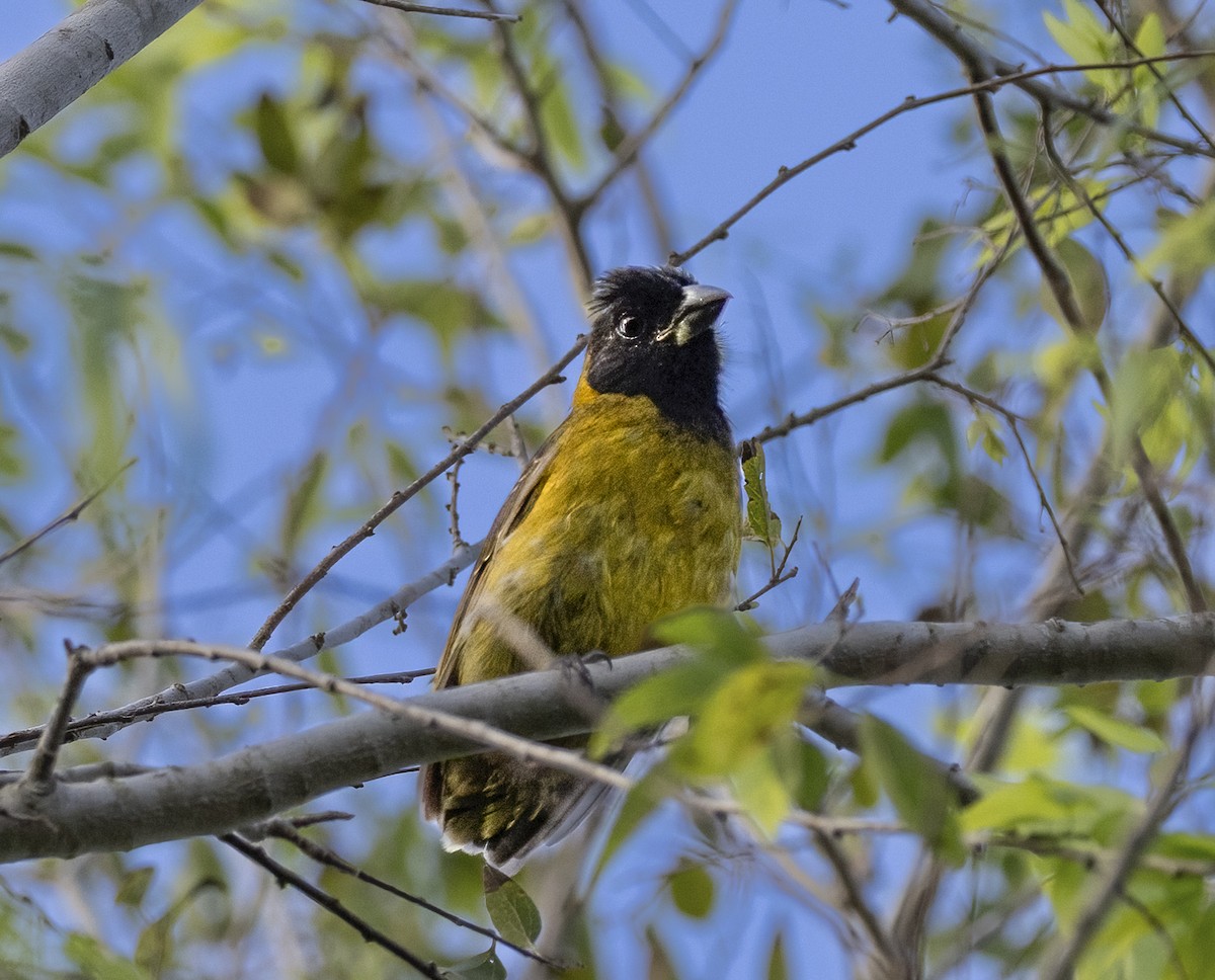 Cardinal à collier - ML646374616