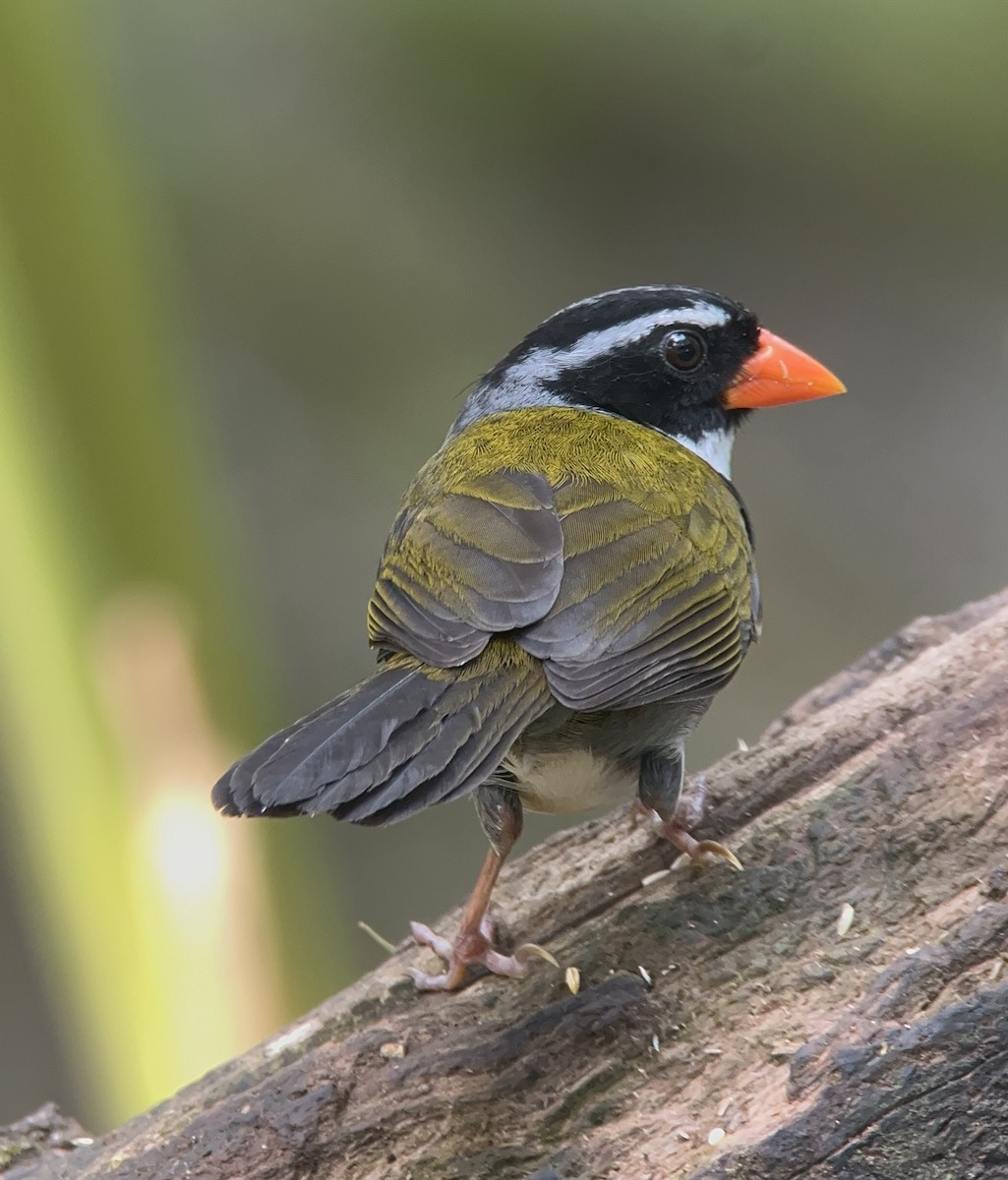 Tohi à bec orange - ML646374617