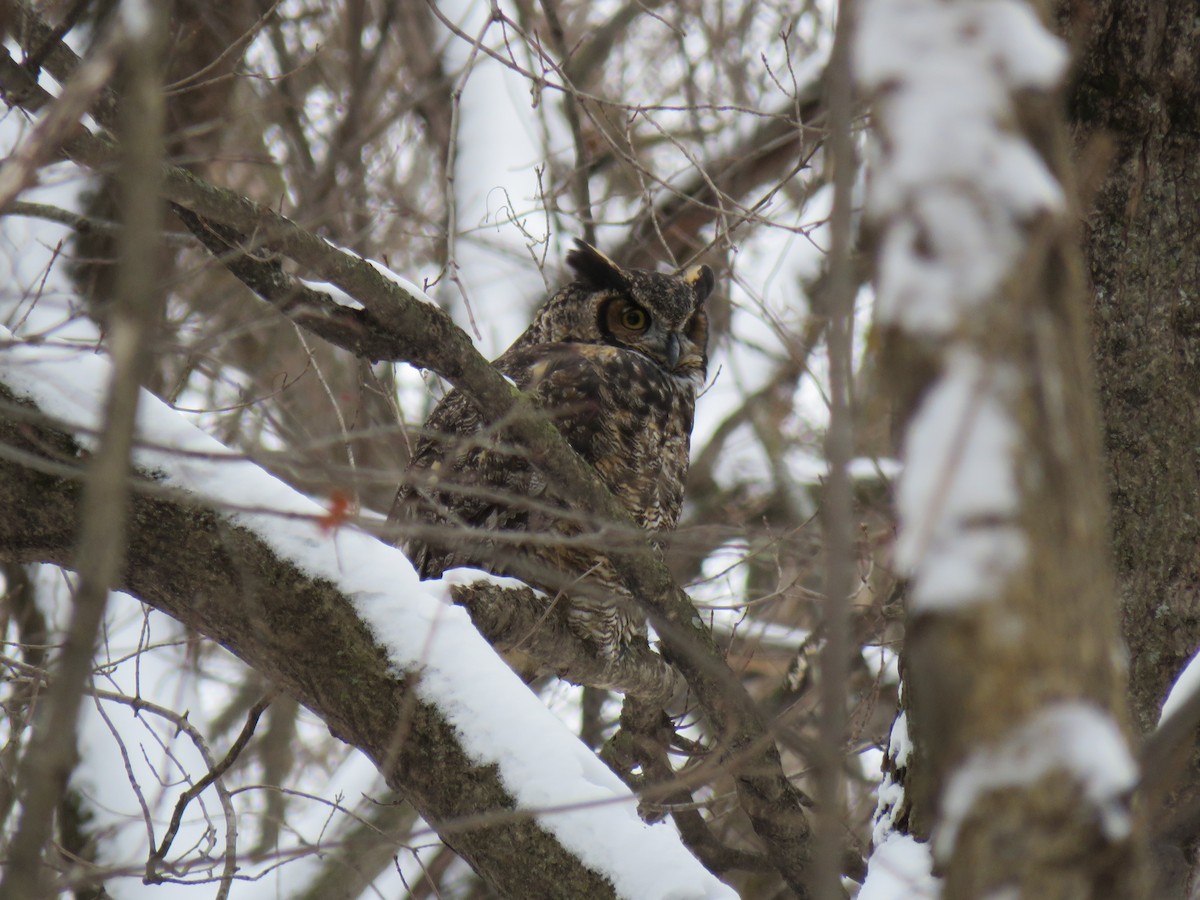 Grand-duc d'Amérique - ML646374618
