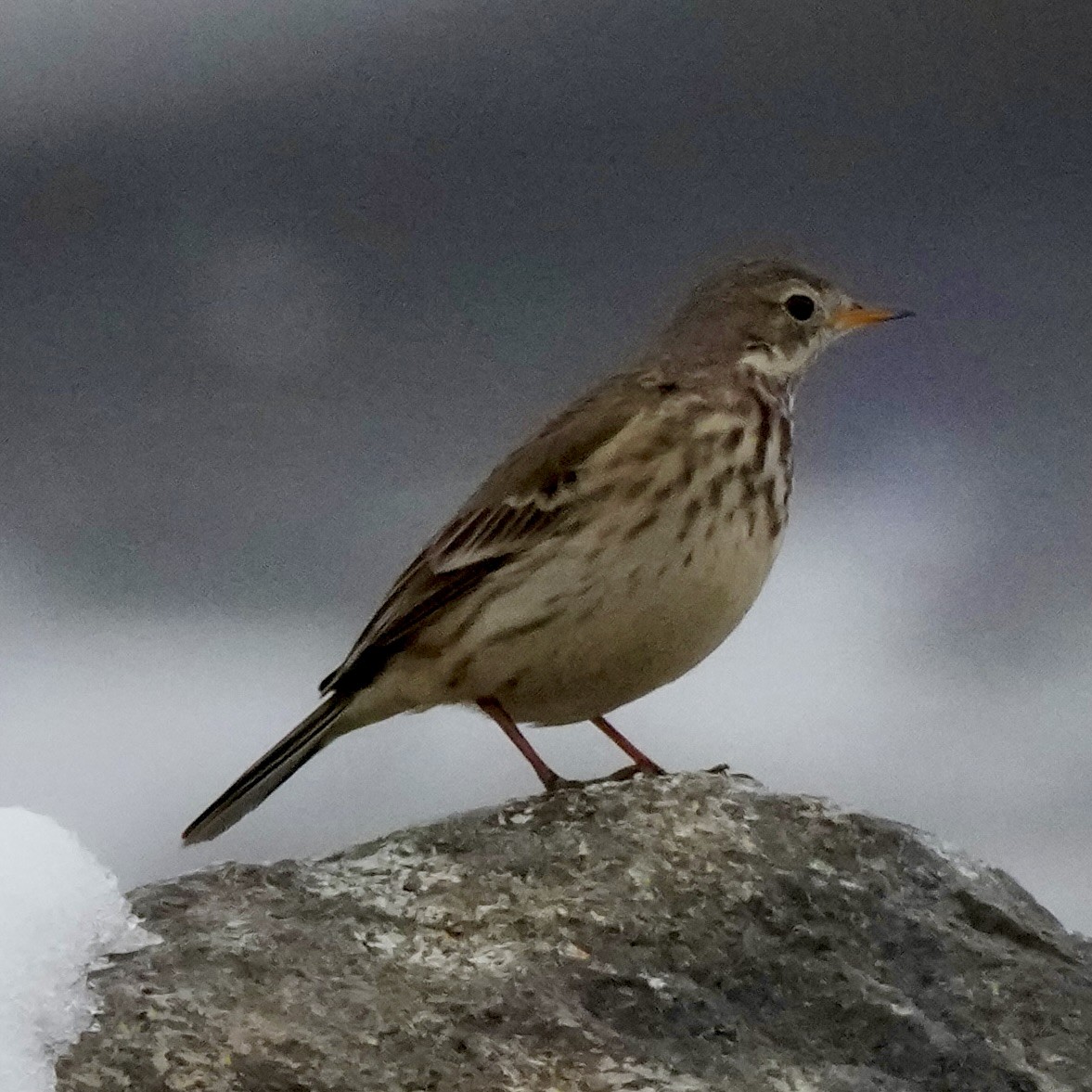American Pipit - ML646374619