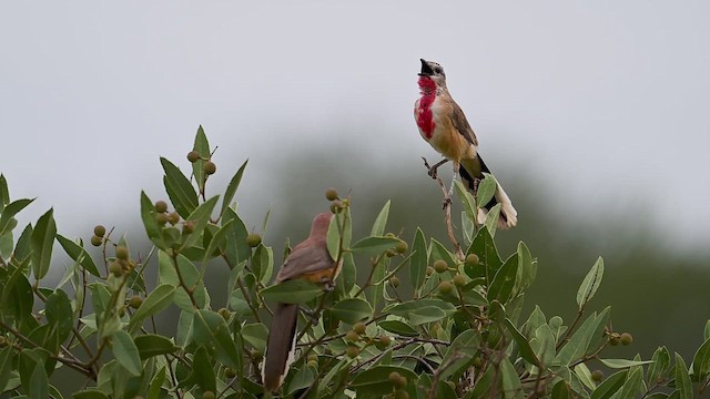 Rosy-patched Bushshrike - ML646374621
