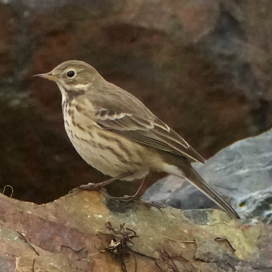 American Pipit - ML646374623