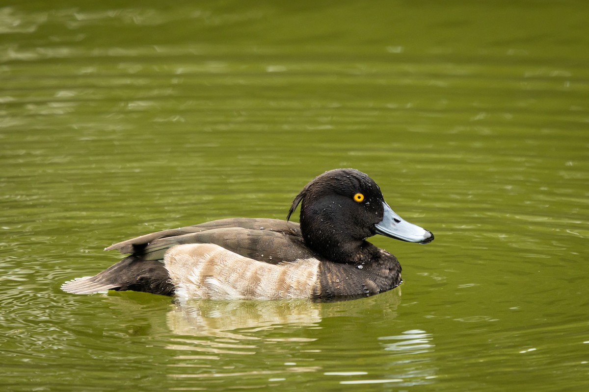 Fuligule morillon - ML646374624