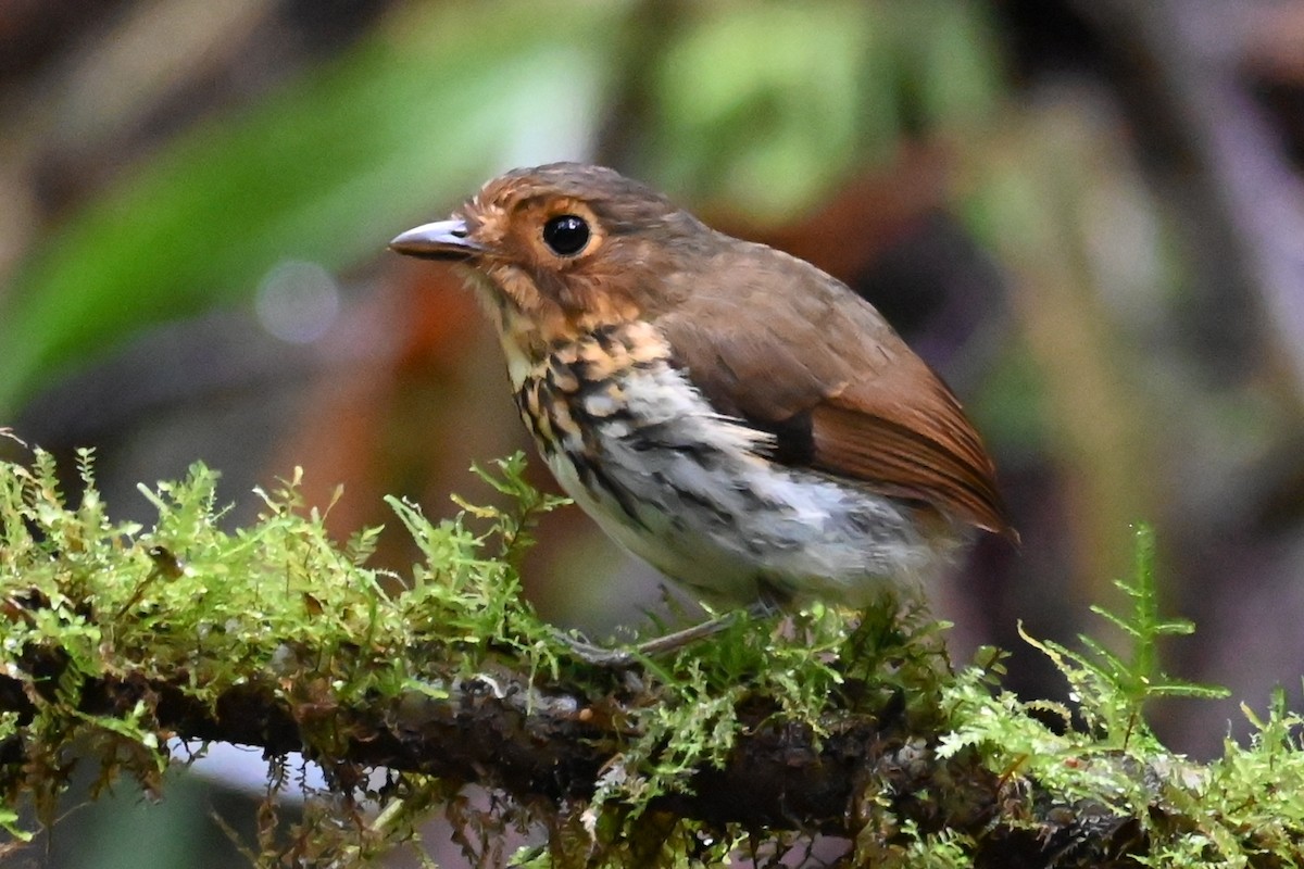 Grallaire ocrée - ML646374625