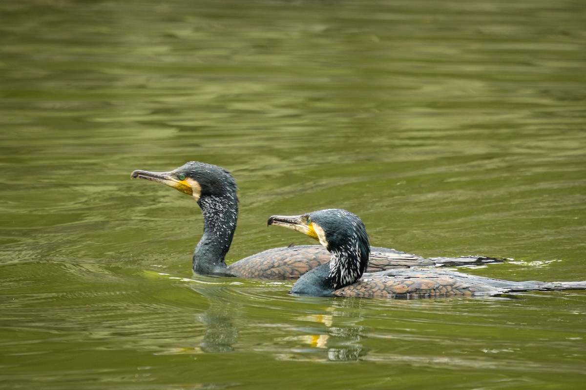 Grand Cormoran (sinensis/hanedae) - ML646374626