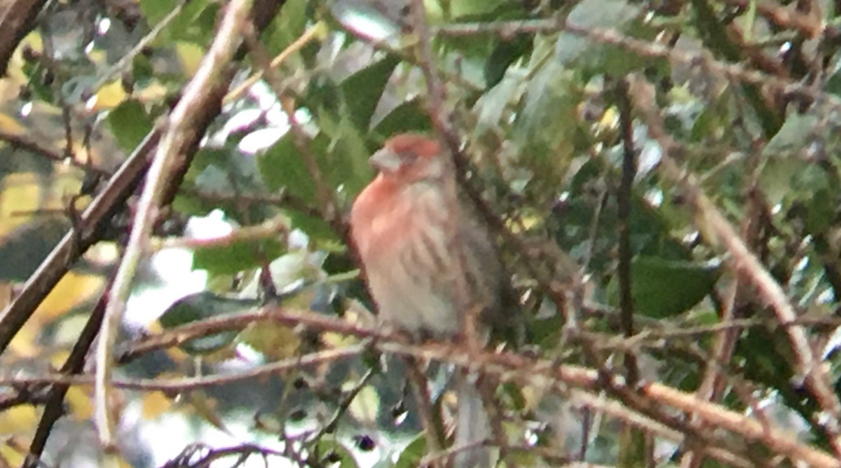 House Finch - ML646374627