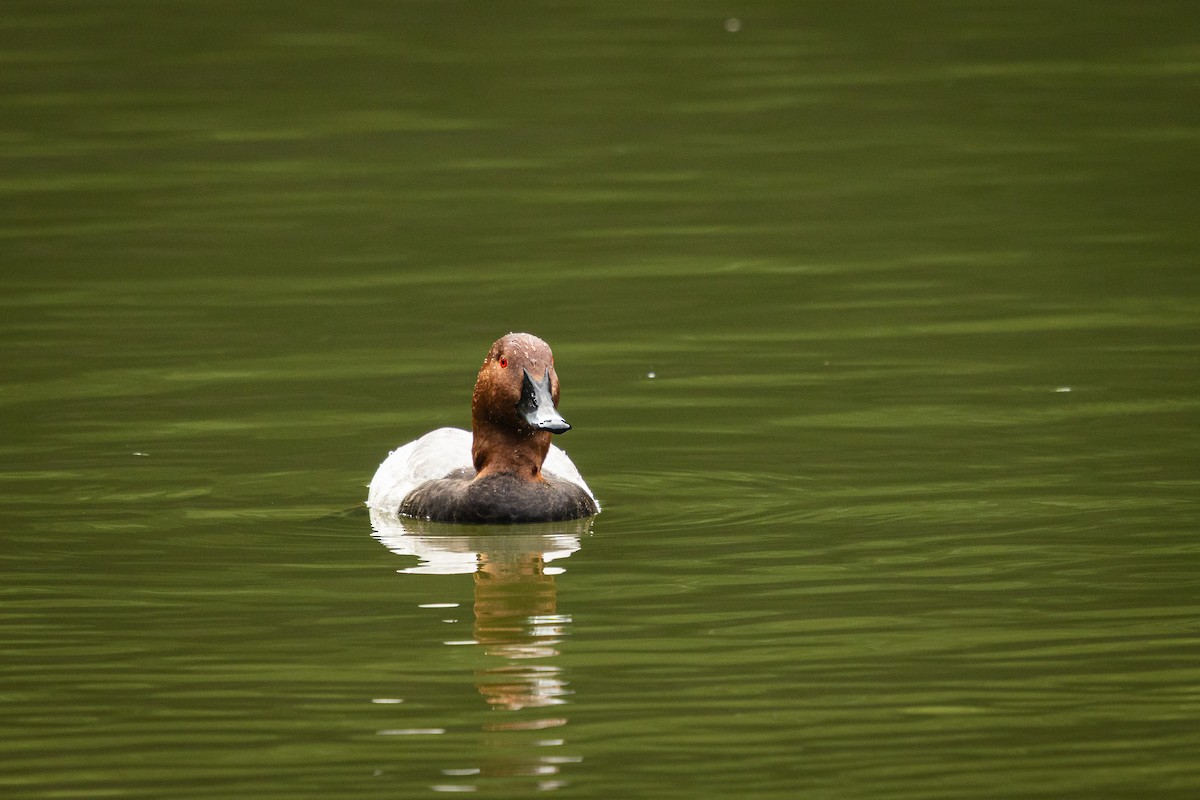 Common Pochard - ML646374628