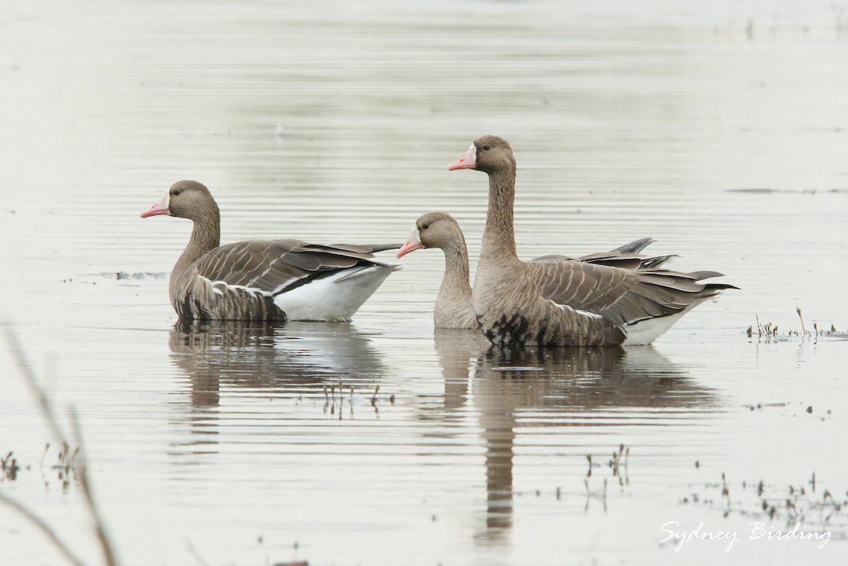 Antzara muturzuria - ML646374634