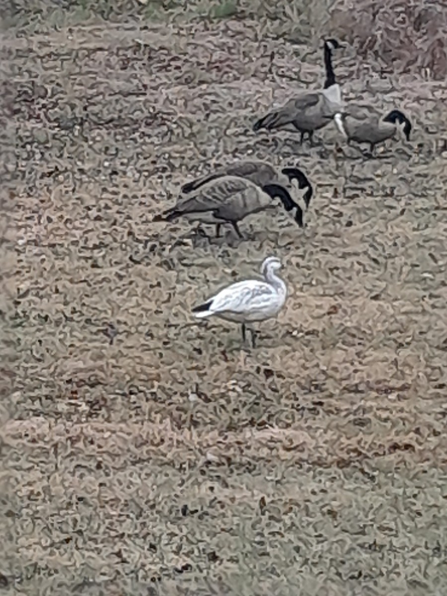 Snow Goose - ML646374635