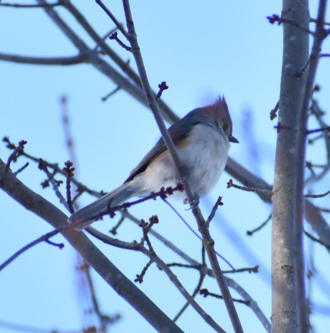 Tufted Titmouse - ML646374637